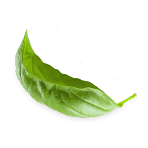 leaves_2.png